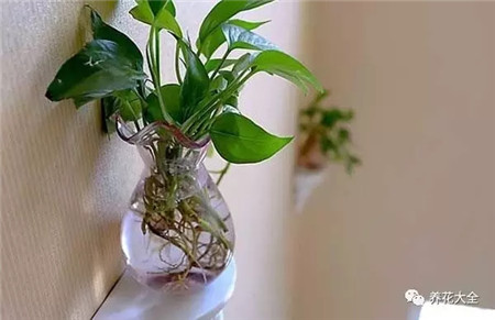 过年摆什么花运气好