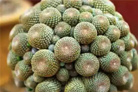 爆炸花是什么花