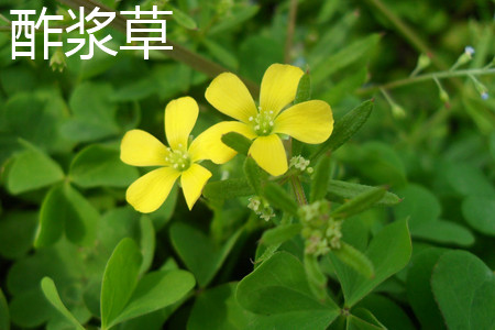 酢浆草花有毒吗