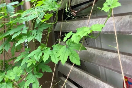 菜园如何种菜跟花