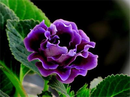 大岩桐如何扦插