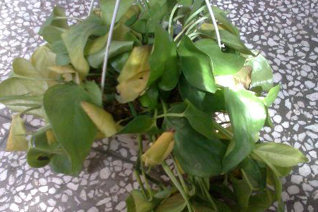 绿萝有点蔫了怎么办小妙招