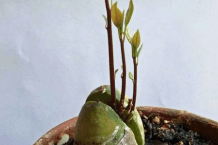 牛油果怎么种植