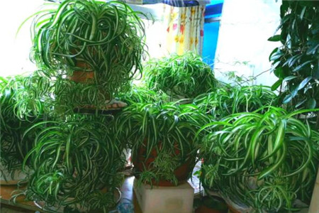 爆炸花是什么花