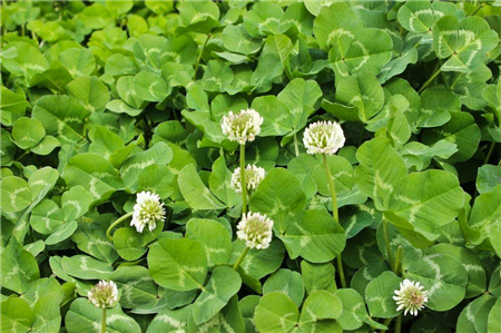 三叶草种子如何种植