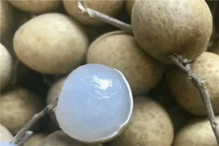 阳台水果盆栽哪些好种