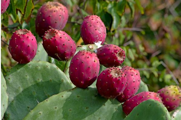 仙人掌果果实可以吃吗仙人掌果有什么功效及作用(仙人掌果可以吃吗?有什么作用?)