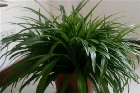 菜园如何种菜跟花