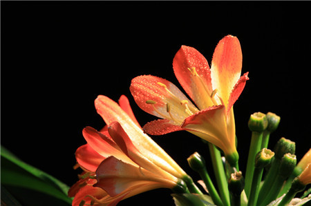 冬季室内放什么植物最好养活