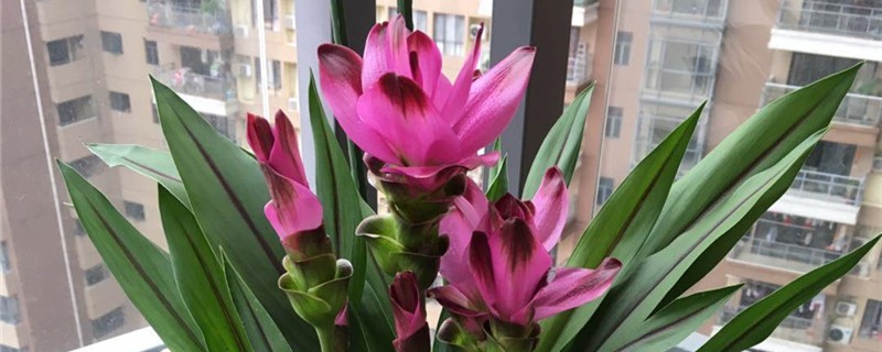 姜荷花的花语有什么传说故事(姜荷花的花语和象征)