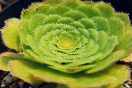 多肉摊大饼什么意思