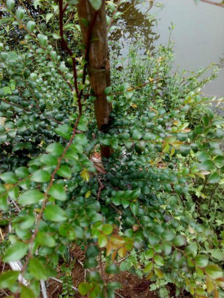 小叶紫檀鉴别十大方法