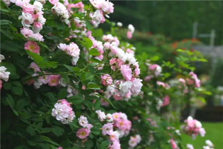 68岁爷爷1万块打造最美私家花园老外都慕名而来！