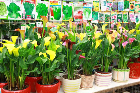 彩色马蹄莲的种植时间