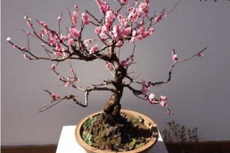 腊梅花的繁殖方法