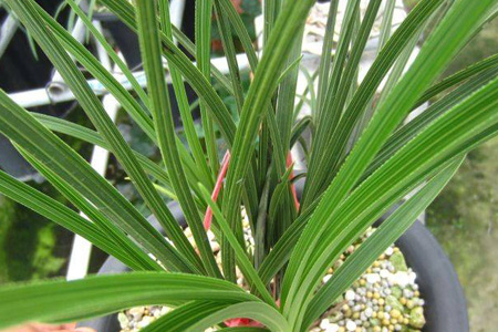 温州素面是什么面做的