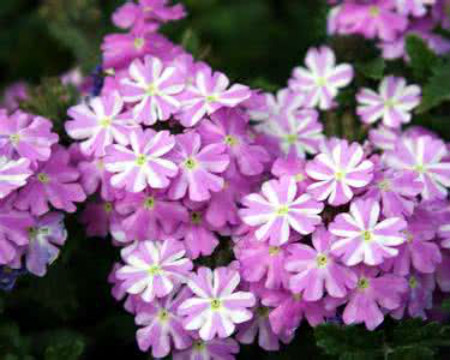 美女樱是什么花