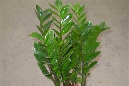 金钱树怎么分株