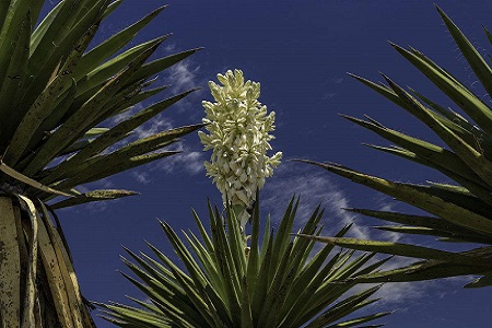 凤尾兰百度百科