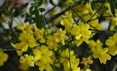 开完花的迎春花就要修剪吗