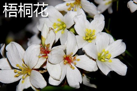 梧桐与泡桐区别