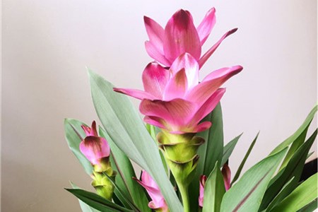 姜荷花的花语和象征