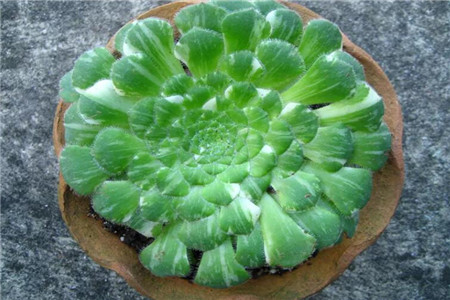 多肉摊大饼什么意思