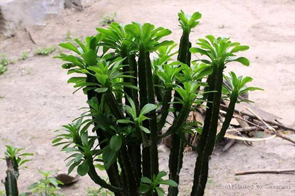 量天尺有哪些病害(量天尺病害照片)