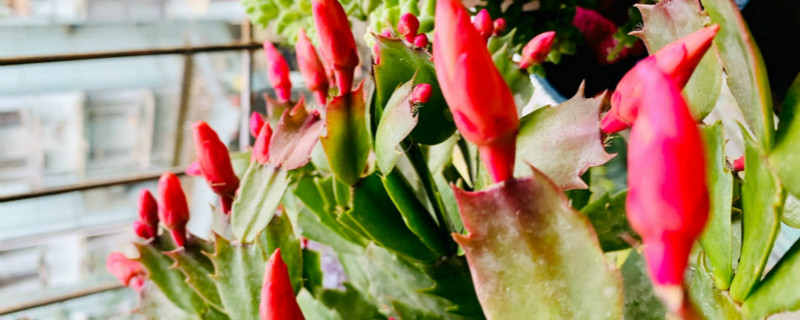 如何给蟹爪兰催花蕾催花用什么肥(蟹爪兰花蕾期施什么肥)