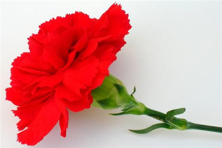 康乃馨多少钱一束