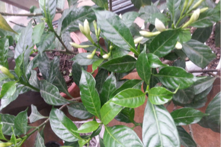 丁香花栽植技术