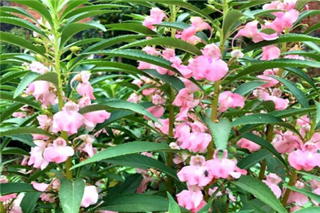 爆炸花是什么花