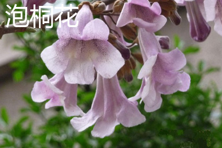 梧桐与泡桐区别