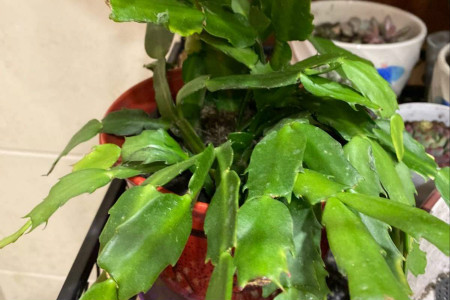 蟹爪兰花蕾期施什么肥