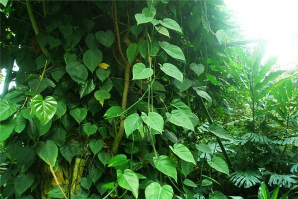 心叶藤的花语和价值(心叶藤怎么修剪造型)