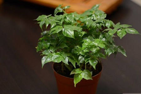 幸福树怎么生根水培