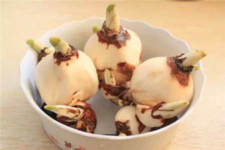 南美水仙用什么施肥