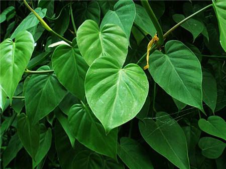 心叶藤怎么修剪造型