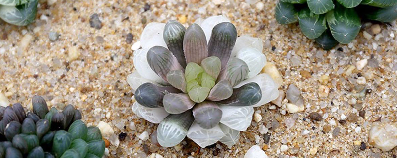 什么植物可以闷养(什么植物可以养很久)