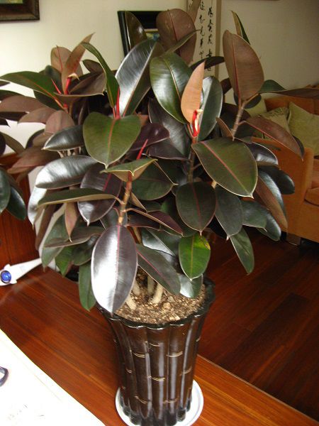 橡皮树怎么移植换盆