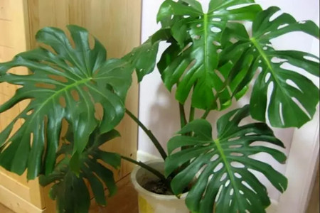 冬季室内放什么植物最好养活