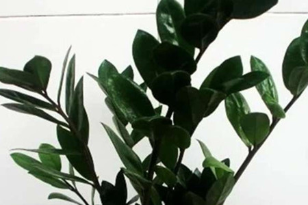 金钱树怎么分株