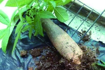 发财树只剩下根怎么才能让发枝芽