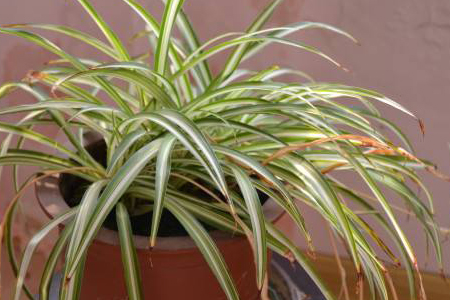 吊兰叶子蔫了还能活吗视频