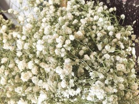 满天星有毒吗 适合放在室内