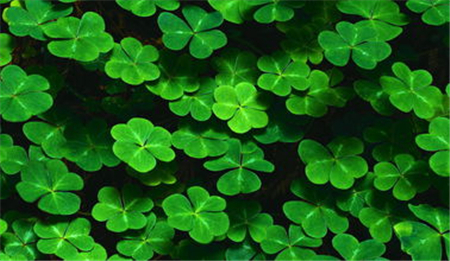 三叶草种子如何种植