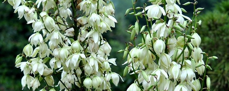 凤尾兰的养殖方法和注意事项(凤尾兰百度百科)