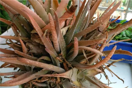 爆炸花是什么花