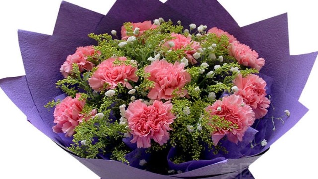 康乃馨多少钱一朵(康乃馨多少钱一束)