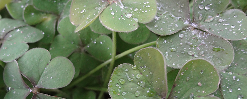 三叶草种子怎么种(三叶草种子如何种植)